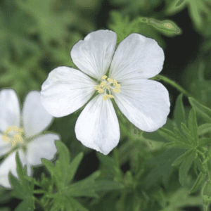 White five-petaled flower close-up